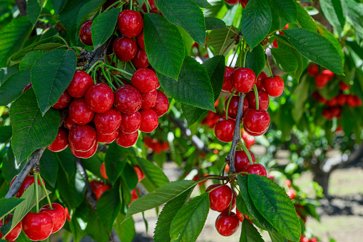 Close-up of ripening Bing cherries (Prunus avium) on fruit tree.\n\nTaken in Gilroy, California, USA