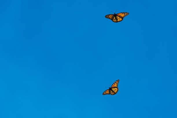 istock Low Angle View of Monarch Butterflies Flying 1500715684