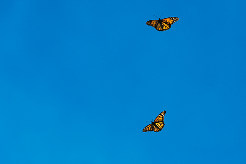 Low angle view of monarch butterflies (Danaus plexippus) in flight near winter nesting area.