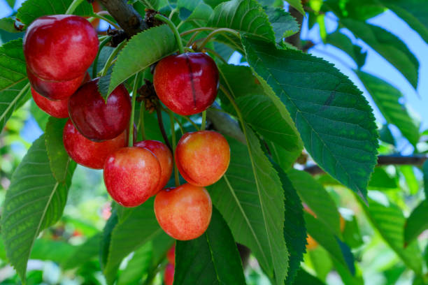 istock Close-up of Ripening Bing Cherries On Tree 1500715816
