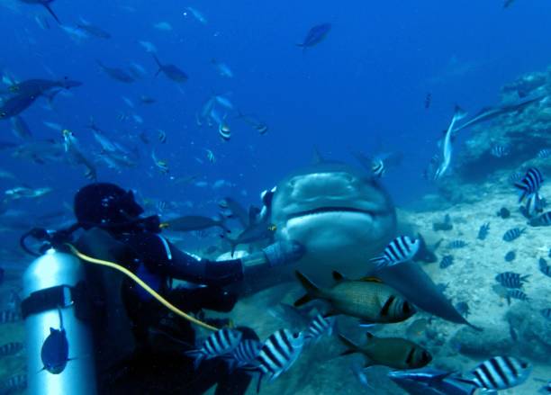 istock Scuba diver with bull shark 1500718374
