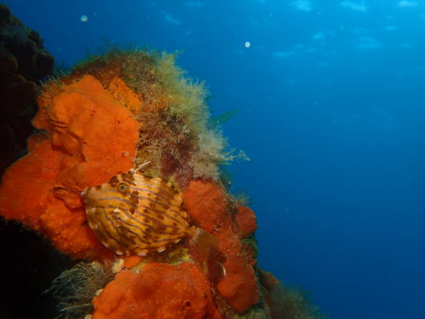мозаичная кожаная куртка-куртка рыба с мягким кораллом - victoria sponge стоковые фото и изображения