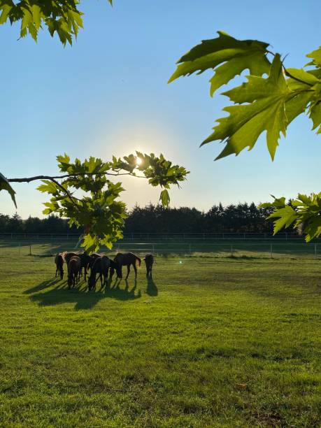 istock Beautiful Day at Farm 1500719899