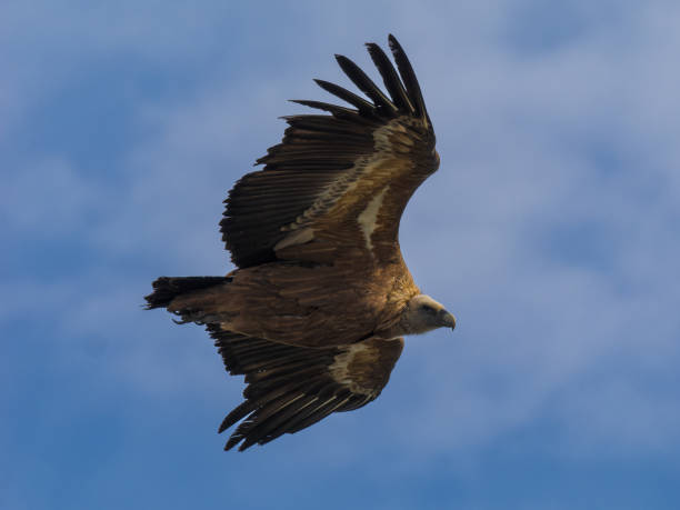 istock The iberian Vulture 1500721387