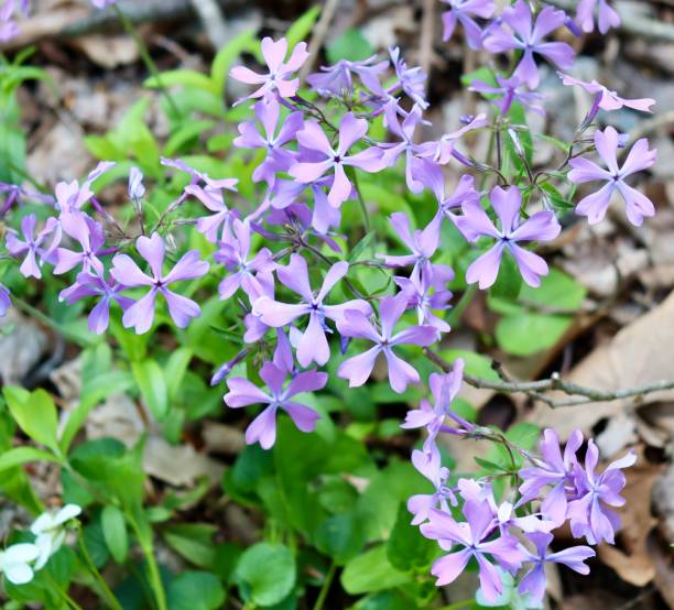 istock Bunch of Wildflowers 1500727769
