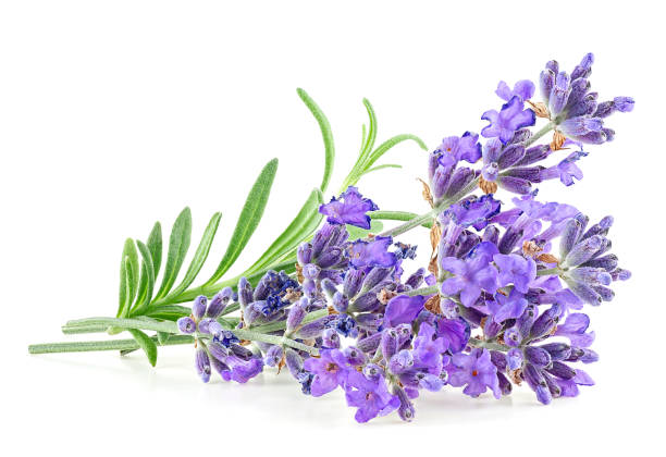 kwiaty lawendy z zielonymi liśćmi izolowane na białym tle - lavender lavender coloured flower homeopathic medicine zdjęcia i obrazy z banku zdjęć