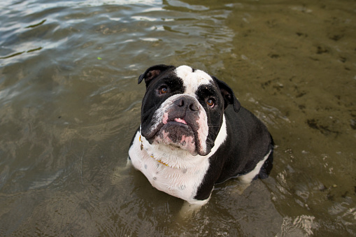 Cute Bulldog breed pet dog with black and white fur is looking up at his owner with big brown eyes as he is sitting in the water of a lake on a hot summer day.