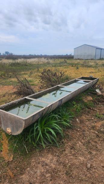 field with water trough for animals in the foreground, metallic, with plants around it, dry grass and a sheet metal shed in the background of the scene stock photo