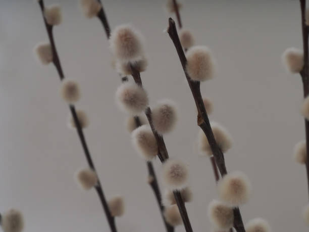 istock Red willow twigs fluffy buds are in a vase 1500731406