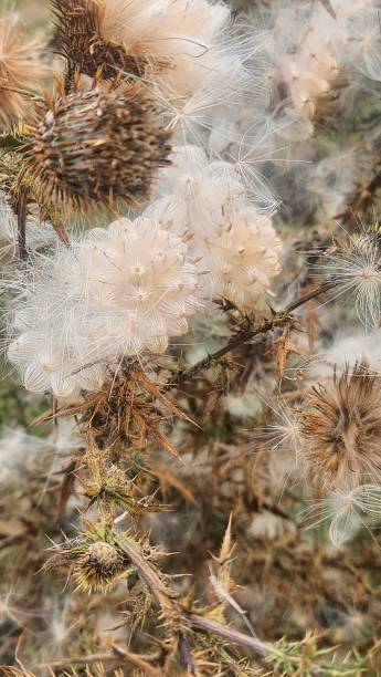 dry open thistles in the foreground, plants in the field, stock photo