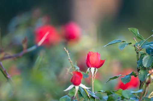 Red roses in the garden of a park in Valencia, Spain.  Photo by Bob Gwaltney.