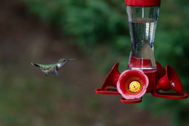 istock Hummingbird hovering near feeder. 1500734582