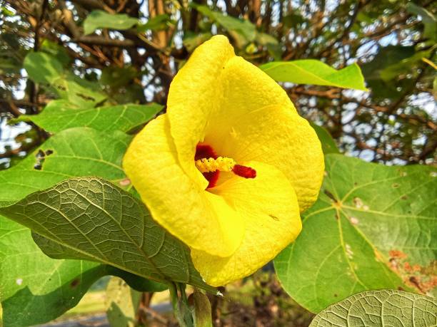 istock Hibiscus tiliaceus 1500735581