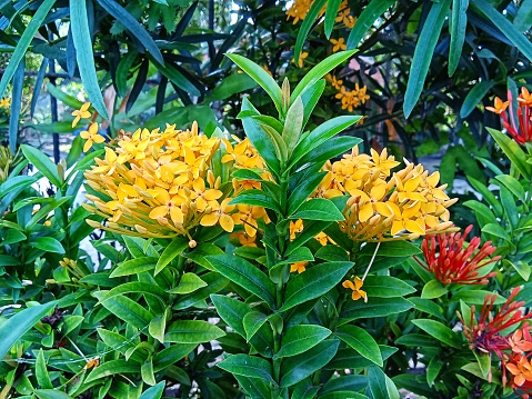 Yellow ixora flower are blooming in the garden