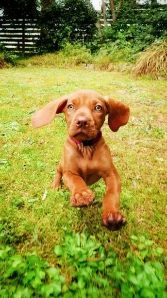 Yuki puppy jumping