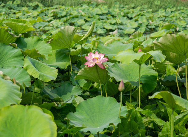 istock Lotus flower 1500740768