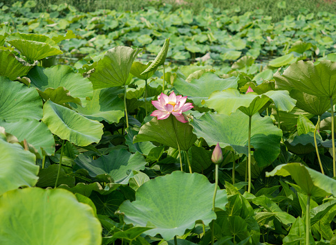 Lotus flower