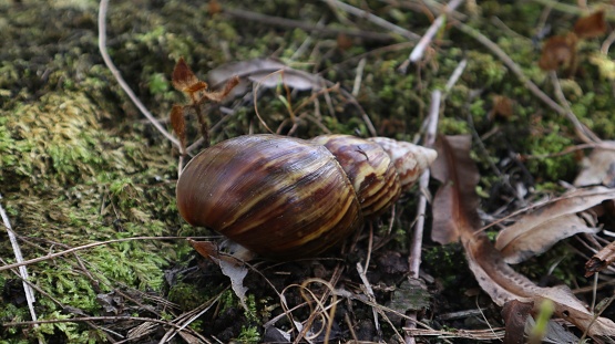 Lissachatina fulica is a land snail belonging to the Achatinidae tribe. are on the plantation