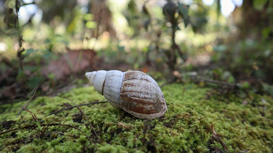 an empty snail shell, there is no snail anymore and it is dead, leaving only an empty shell