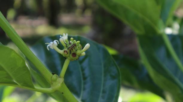 noni fruit or Morinda citrifolia which is still small noni fruit or Morinda citrifolia which is still small on the tree noni fruit stock pictures, royalty-free photos & images