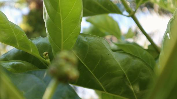 noni fruit or Morinda citrifolia which is still small noni fruit or Morinda citrifolia which is still small on the tree noni fruit stock pictures, royalty-free photos & images