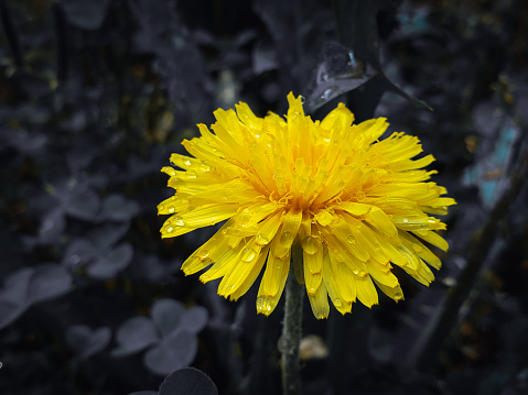 Close-up of dandelion flower blooming in springtime. dew on flower. dew on dandelion flower. flower with dark background. yellow flower close-up