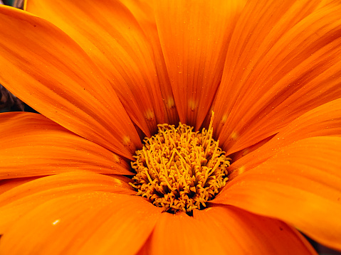 Orange flower close-up. the spiral part of the center of a flower