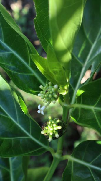 noni fruit or Morinda citrifolia which is still small noni fruit or Morinda citrifolia which is still small on the tree noni fruit stock pictures, royalty-free photos & images