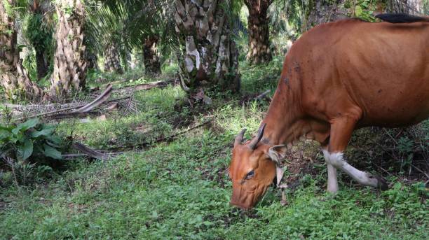 istock Indonesian local cows looking for food 1500744288