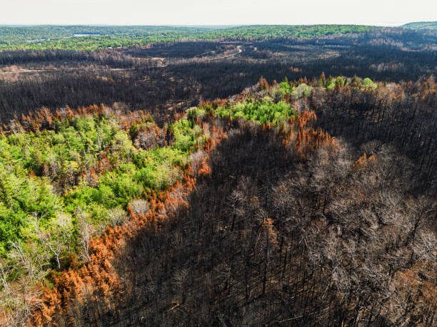 istock Aerial View of Wildfire Damage 1500746892