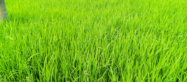 The view of rice paddy fields, rice plants in the morning, taken at close range