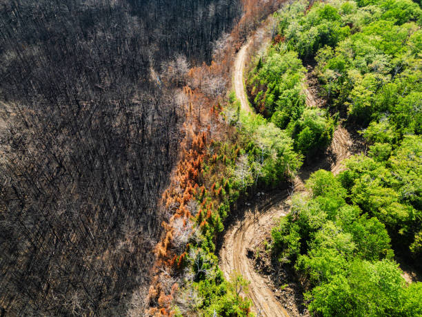istock Aerial View of Wildfire Damage 1500746971