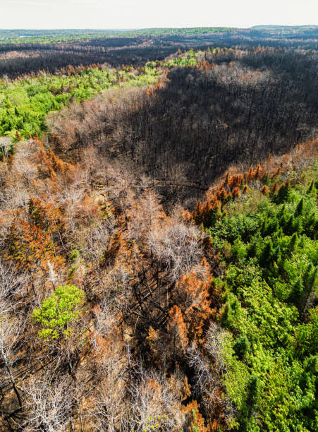 istock Aerial View of Wildfire Damage 1500746972