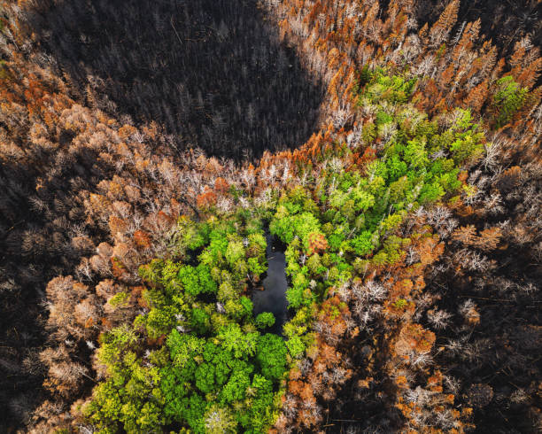 istock Aerial View of Wildfire Damage 1500747497