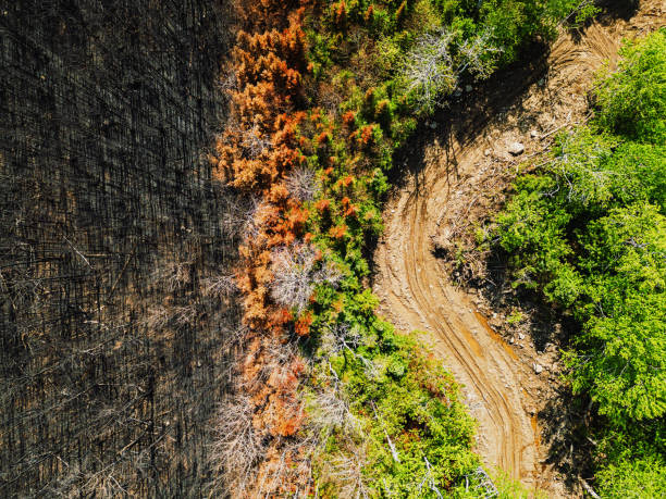 istock Aerial View of Wildfire Damage 1500748105
