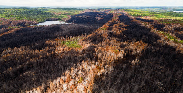 istock Aerial View of Wildfire Damage 1500748178