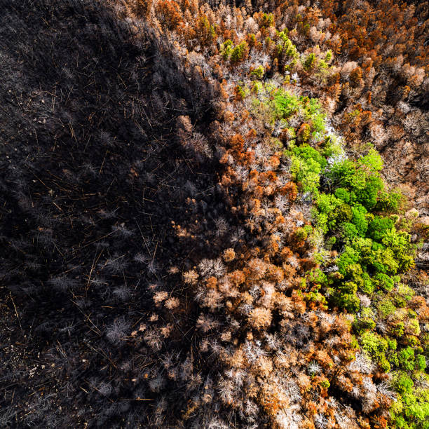 istock Aerial View of Wildfire Damage 1500748297