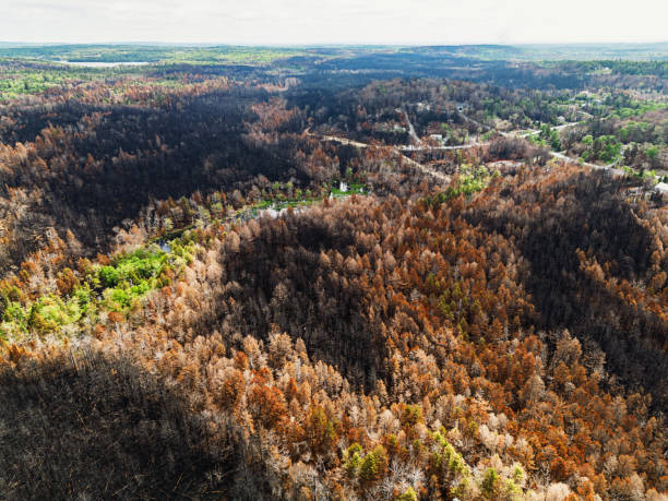 istock Aerial View of Wildfire Damage 1500748322