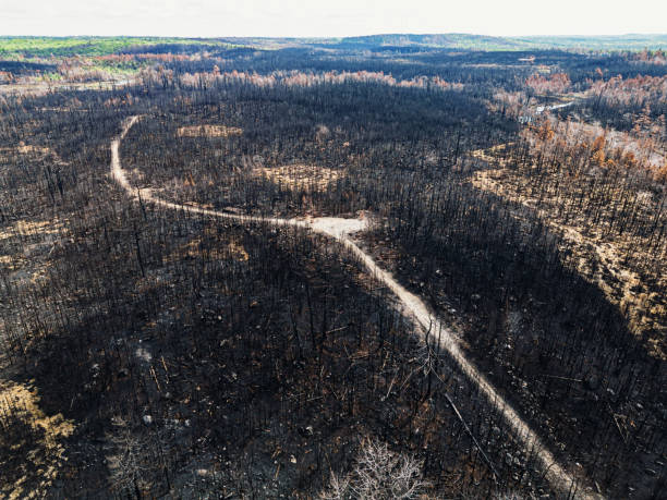 Fire Path Forest Burnt Path Wallpaper Photos: California's Massive Park Fire Continues