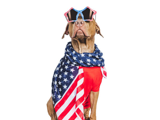 istock Cute brown puppy and sunglasses with American Flag pattern 1500750193