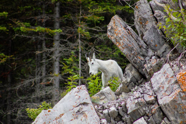 Mountain Goat Yoho National Park