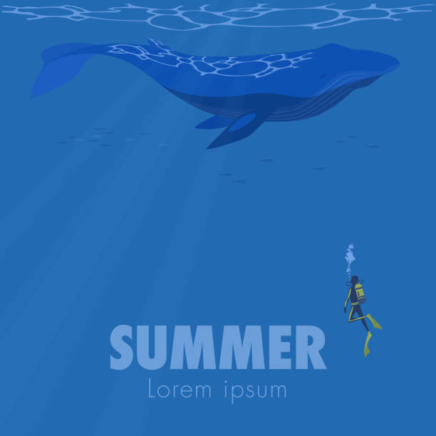 istock Vector illustration of a blue whale swimming underwater with a diver. Summer square banner frames. 1500750464