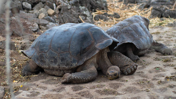 istock Sleepy Giant Galapagos Tortoise 1500750488