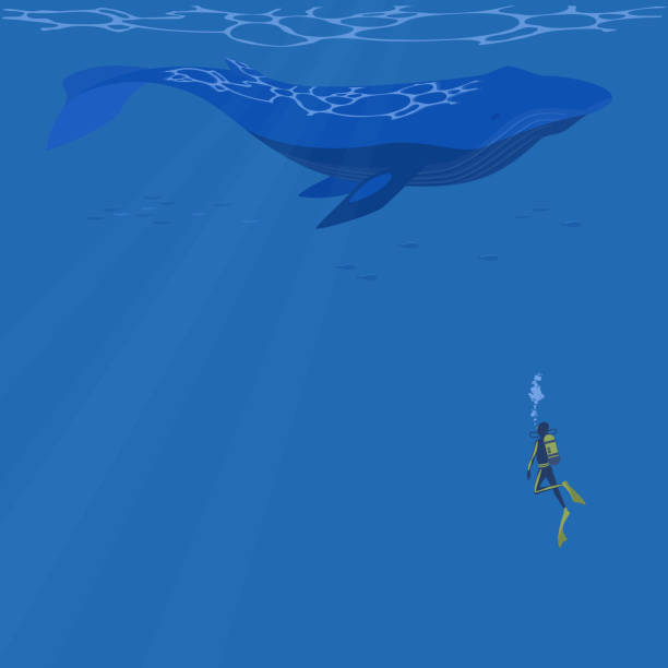 istock Vector illustration of a blue whale swimming underwater with a diver. Summer square banner frames. 1500750504