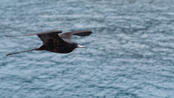 istock Great Frigatebird Soars Over Ocean Waves 1500751424