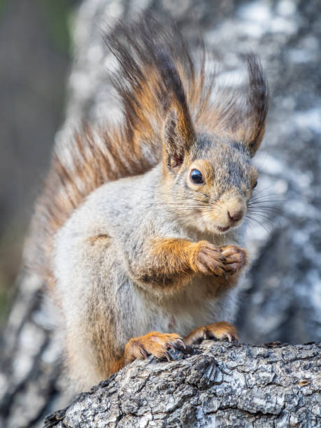 istock The squirrel with nut sits on a branches in the spring or summer. 1500753984