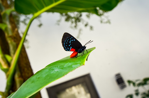 Atala Butterfly, Ft. Lauderdale, Florida