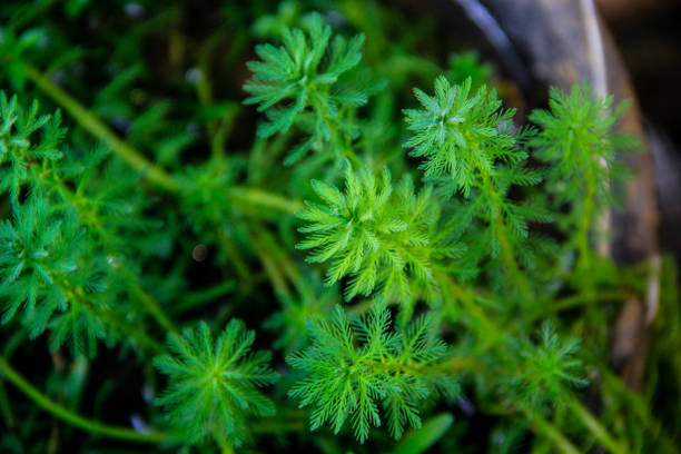 planta acuática myriophyllum aquaticum verde fresco fuera del estanque - myriophyllum aquaticum fotografías e imágenes de stock