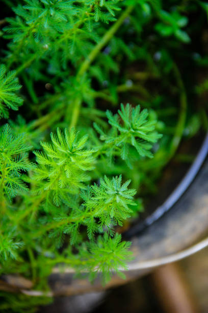 新鮮な緑の葉水生植物ミリオフィラムアクアティカムが池から出てくる - myriophyllum aquaticum ストックフォトと画像