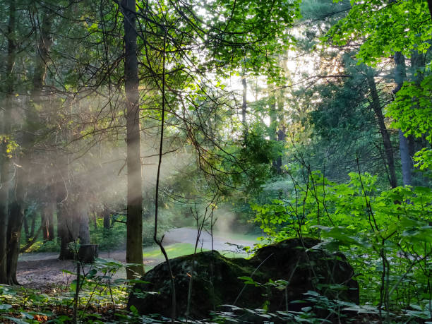 istock beautiful sunset in Elora conservation park, Ontario, Canada 1500755821